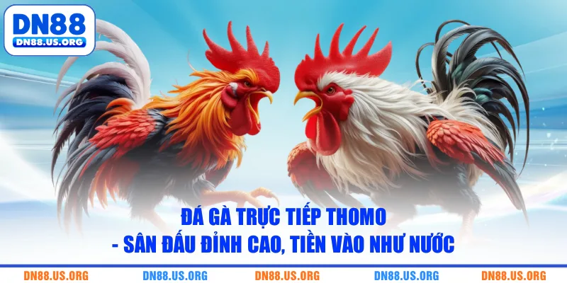 Đá Gà Trực Tiếp Thomo - Sân Đấu Đỉnh Cao, Tiền Vào Như Nước